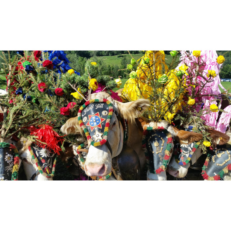 vaches tyrol Image par Georgios Polychron de Pixabay vaches tyrol Image par Georgios Polychron de Pixabay