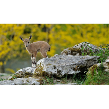 Réserve zoologique de la Haute Touche - Crédit : g_grandin_mnhn