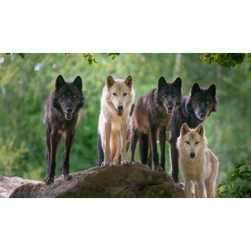 Réserve zoologique de la Haute Touche