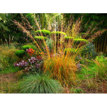 Molinia-caerulea - Jardins de Planbuisson