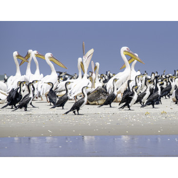 Parc national des Oiseaux du Djoudj - istock